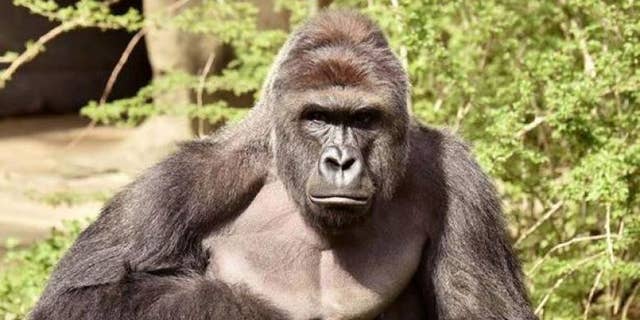 Harambe in an undated photo.