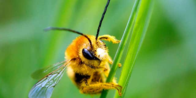 A bee is covered with pollen as it sits on a blade of grass at a lawn in Klosterneubur.