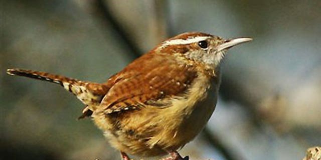 "We cannot continue to condone bearing a name that celebrates a slaveholder who embraced white supremacist systems," the Portland Audubon wrote in a statement.