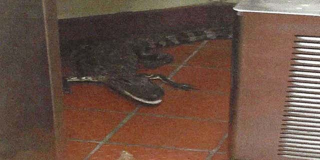 This Oct. 12, 2015 photo provided by the Florida Fish and Wildlife Conservation Commission shows an alligator in the kitchen of a Wendy's Restaurant in Loxahatchee, Fla.