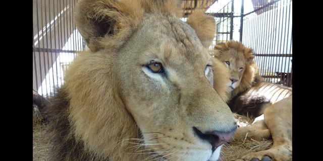 Facing Freedom: Two of the male lions rescued by Animal Defenders International, now safe at the holding compound, are awaiting a wonderful new start in Colorado.