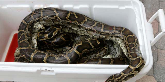 In this photo taken Tuesday, Feb. 23, 2016, a cooler with purchased pythons arrive at All American Gator Products in Hollywood, Fla..
