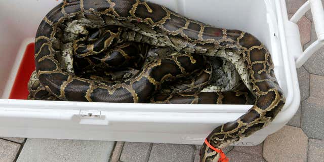 In this photo taken Tuesday, Feb. 23, 2016, a cooler with purchased pythons arrive at All American Gator Products in Hollywood, Fla..