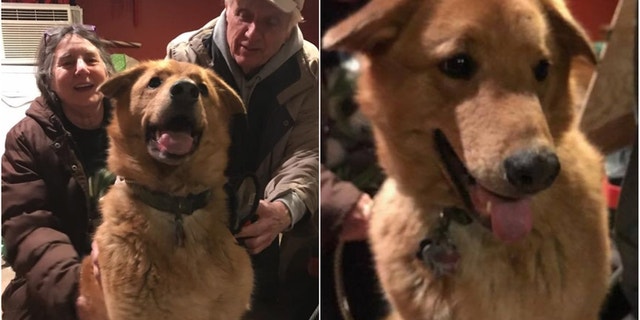 Retriever Beowolf reunites with his owners on April 3, 2018 after disappearing in the wilderness for nearly a year.