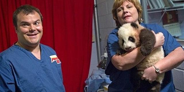 Feb. 15: Dr. Hayley Murphy, director of veterinary services at Zoo Atlanta, right, brings out a 3-month-old giant panda cub as actor Jack Black looks on before a naming ceremony in Atlanta.