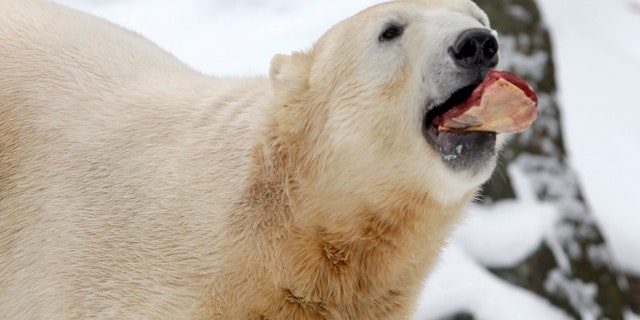 In this Dec. 5, 2010, file photo, polar bear Knut stands behind his "birthday cake" to celebrate his 4th birthday in the Zoo of Berlin, Germany.