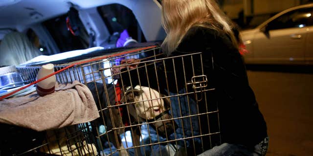 In this Thursday, March 24, 2016 photo, Wendy Perry, with For The Love of Paws R.I. Rescue and Transport, delivers an American pit bull terrior, Gucci, to the Kelly family in Norfolk, Va.