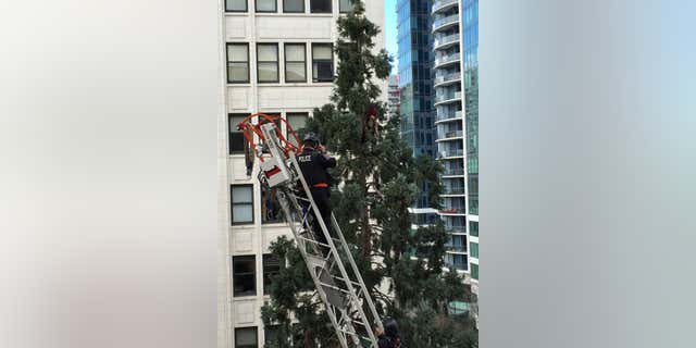 Picture shows a paramedic trying to convince a man in a red hat to get down from an 80-foot tree in Seattle.
