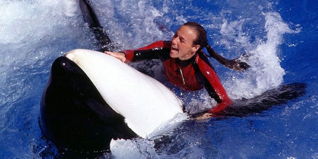 Veteran SeaWorld Orlando trainer Dawn Brancheau is shown in an undated file picture with an unidentified killer whale. Brancheau died February 24, 2010 in an incident with a large killer whale at the theme park in Orlando, Fla. (Reuters).
