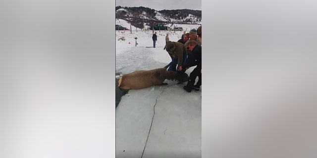 Ropes, crowbars, tow straps and other tools helped save the elk.