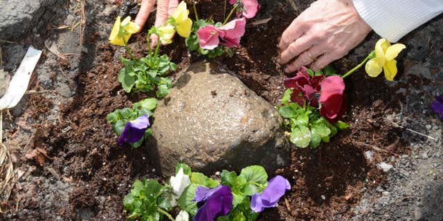 April 13, 2015: Elaine Santore fills a pothole in the middle of North Center St. with pansies in Schenectady, N.Y