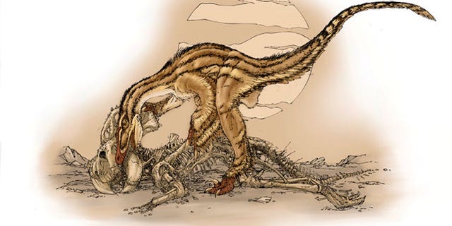 Fossils suggest a Velociraptor dinosaur apparently scavenged on the remains of a Protoceratops. The Velociraptor teeth matched the bite marks on the bones of Protoceratops.