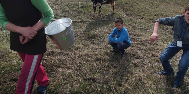 火曜日に撮影されたこの写真では、April5、2016、Viktoria Vetrovaは、子供たち、Bogdan、center、Kolyaと一緒に、ウクライナのチェルノブイリ工場の破壊された原子炉の南西53km（32マイル）のZalyshanyで牛を搾乳した後、家に帰る。 主婦のヴィクトリア・ヴェトロワは、4人の子供に餌を与えるために2頭の牛を飼っている。 Vetrovaの8歳の息子Bogdanは甲状腺の拡大に苦しんでいます。 (AP Photo/Mstyslav Chernov)