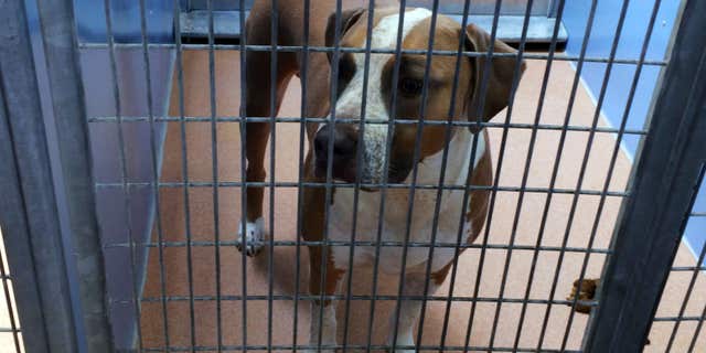 April 22, 2016: This photo provided by the San Diego County Department of Animal Services shows a male American Staffordshire terrier-mix named Polo, in their custody after it mauled to death a 3-day-old boy, police said .