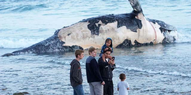 In this photo taken, Sunday, April 24, 2016, Kirk Lindahl, of San Clemente, snaps a selfie with a dead whale that washed up along the shore at Lower Trestles, a popular surf spot, a mile south of San Clemente, Calif.