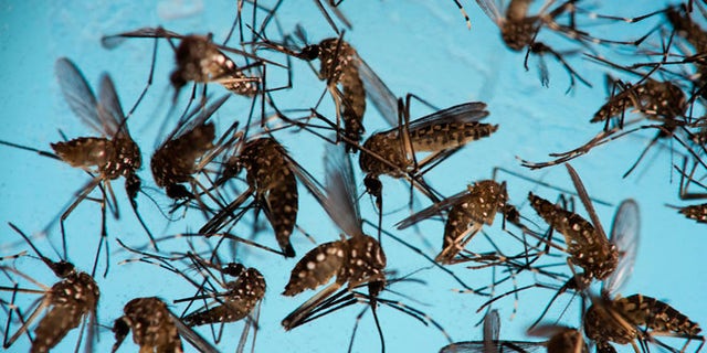 Aedes aegypti mosquitoes, responsible for transmitting Zika, in a petri dish at the Fiocruz Institute in Recife, Brazil.
