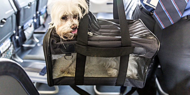 Small dog is sticking his head out of a pet carrier as the boards an airplane. rm