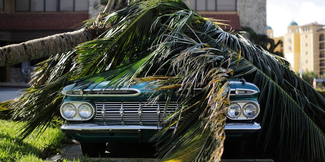 A Chevrolet Bel Air classic car sits under a fallen palm tree from Hurricane Irma in Marco Island, Fla., Monday, Sept. 11, 2017. (AP Photo/David Goldman)