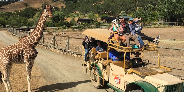 Some sites, like Safari West, offer glamping wildlife excursions.