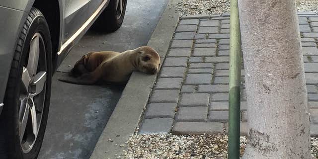 April 30, 2015: This photo provided by The Marine Mammal Center shows a stranded sea lion pup lying next to a car on a San Francisco street.