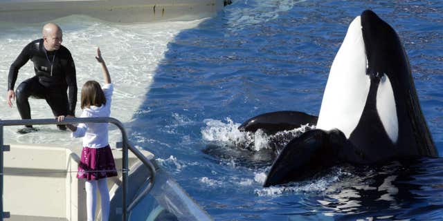 Nov. 26, 2006: SeaWorld Adventure Park trainer Ken Peters, left, looks to a killer whale during a performance at Shamu Stadium inside the theme park in San Diego.