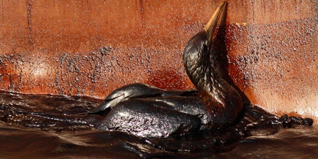 May 9: An oil soaked bird struggles against the side of a supply ship at the site of the Gulf oil spill.
