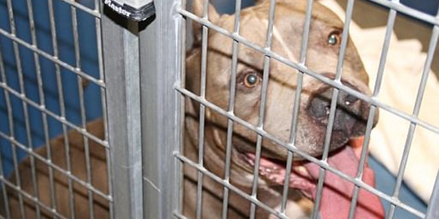 A Nevada woman was left shocked Monday after her 6-month-old daughter was mauled by the family pit bull.