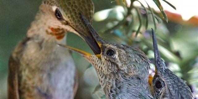 An anna's humming bird feeds her chicks in their nest in Benicia, Calif. (AP).