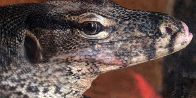 A monitor lizard (Varanus ) is displayed during a live exotic animal exhibition in the Bulgarian capital Sofia, Monday, April 19, 2010 (AP).