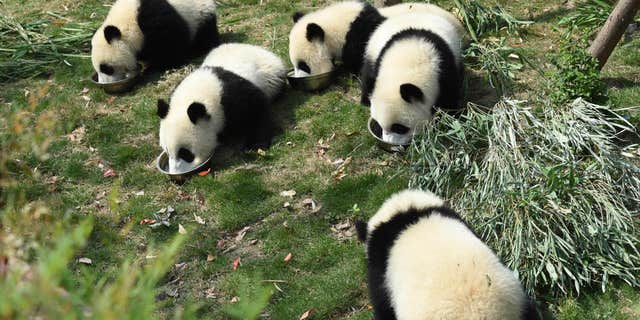 May 13, 2015: Five panda cubs eat special milk porridge served in separate bowls during feeding time at the Chengdu Panda Breeding Research Center in Chengdu in southwestern China's Sichuan province