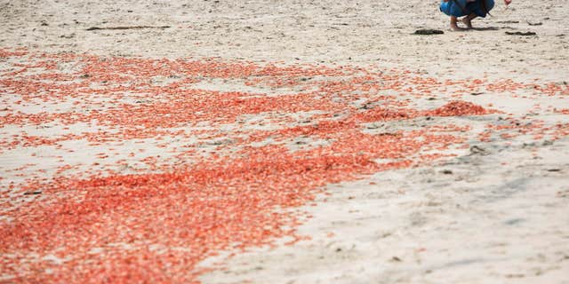 Delila Almaraz, 19, of Covina, picks up a tuna crab while enjoying the beach at Shaw's Cove on Friday, May 13, 2016 in Laguna Beach, Calif.