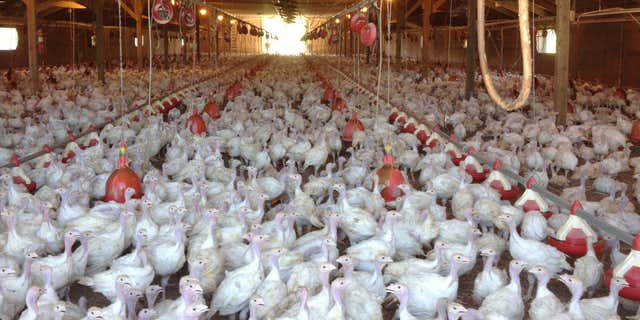 In this photo provided by Bethany Hahn is a flock of turkeys at a Minnesota poultry farm.