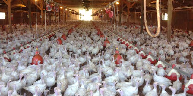 In this photo provided by Bethany Hahn is a flock of turkeys at a Minnesota poultry farm.