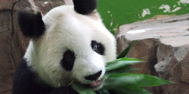 In this photo taken Aug. 21, 2009 and made available Tuesday May 17, 2011, Giant panda Ming Ming eats bamboo leaves at the Xiangjiang Safari Park in Panyu in Guangzhou in southern China's Guangdong province.