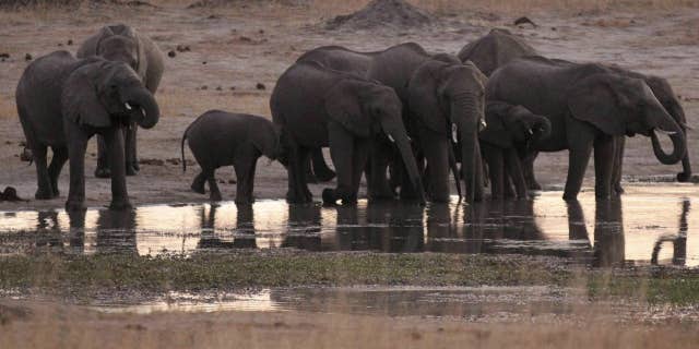 A big game hunter died Friday in Zimbabwe when a member of his hunting group fired their gun at an elephant striking it and causing it to fall on him.