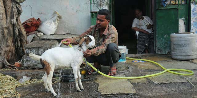 May 23, 2015: An Indian man uses a hose to bathe his goat to provide relief from the heat in Hyderabad, in the southern Indian state of Telangana.