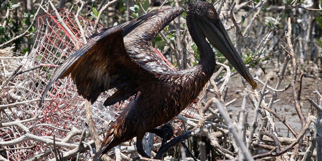 May 23: An oil-covered pelican flaps its wings on an island in Barataria Bay off the coast of Louisiana.