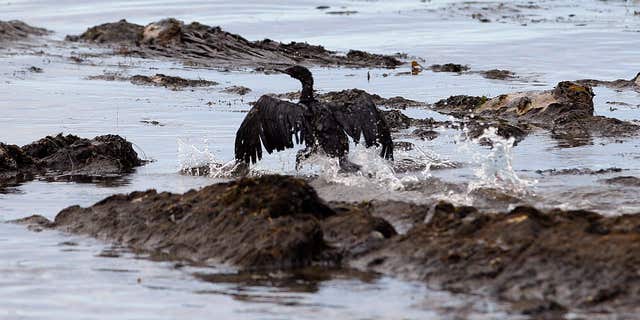 May 21, 2015: File photo, an oil-covered bird flaps its wings at Refugio State Beach, north of Goleta, Calif.