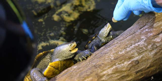 Westlake Legal Group 0531-sea-turtles Terrapin turtle trafficker gets 6 months in prison -- and he'll have to shell out $250G Melissa Leon fox-news/us/us-regions/northeast/pennsylvania fox-news/us/us-regions/northeast/new-jersey fox-news/us/crime fox-news/science/wild-nature/reptiles fox-news/politics/justice-department fox news fnc/us fnc d548765d-c3b2-5ce9-b3ed-cb67203f6005 article