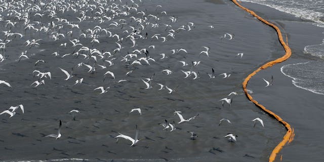May 1: Birds fly past oil booms that were placed in preparation of the looming oil spill from last week's collapse and spill of the Deepwater Horizon oil rig along the shoreline, south of Venice, La.