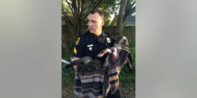 FILE - In this March 4, 2015, file photo, Tampa Police Department Sgt. Rich Mills carries an injured female dog that was left tied to a railroad track in Sulfur Springs, Fla. The Tampa Police Department announced Thursday, March 12, 2015, that two Tampa teens have been arrested for shooting the dog that was found tied to the tracks. (AP Photo/Tampa Police Department, File)