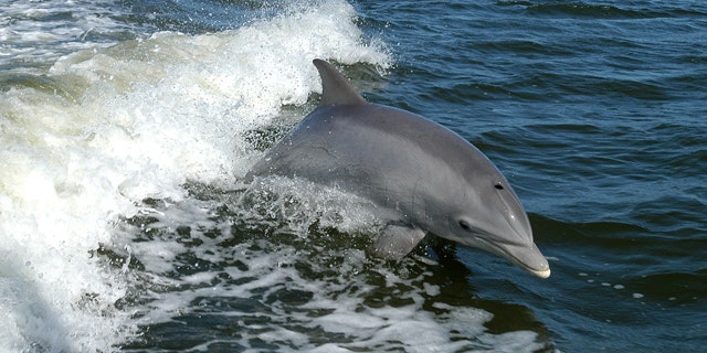A bottlenose dolphin leaps near a research boat.