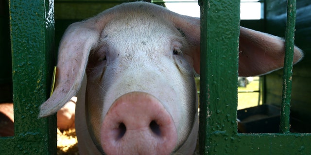A pig is seen at the International agriculture exhibition "BELAGRO-2017", on the outskirts of Minsk, Belarus June 6, 2017. REUTERS/Vasily Fedosenko TPX IMAGES OF THE DAY - RTX398LL