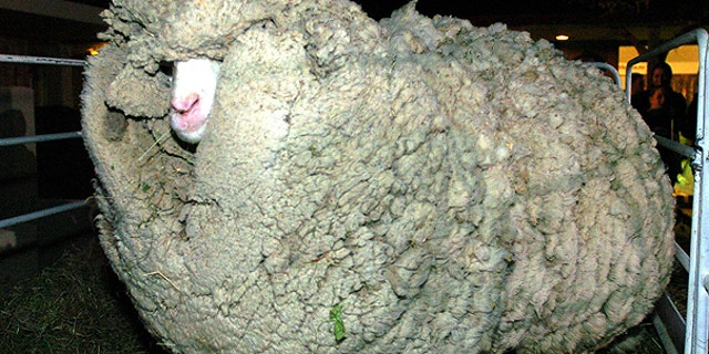 In this April 28, 2004 file, Shrek the 9-year-old merino wether is photographed before he has his fleece shorn at the Golden Gate Lodge in Cromwell, New Zealand.