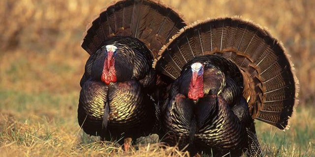 Eastern wild turkeys.