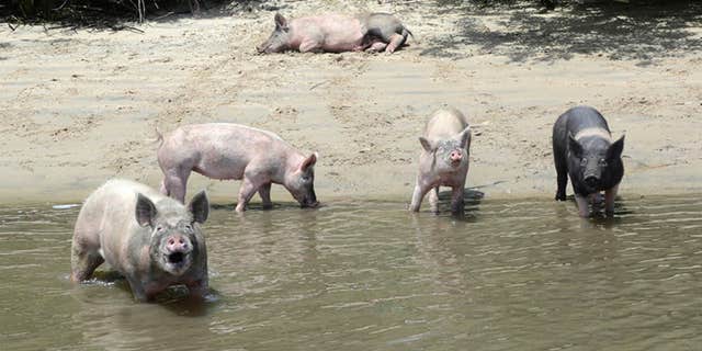 This Tuesday, June 13, 2017, photo provided by the Farm Sanctuary shows several pigs that were left four years ago on a small island within the California Delta that have become the center of residents' debate after an animal-rights group took them off the island.