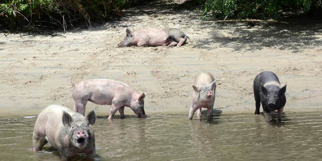 This Tuesday, June 13, 2017, photo provided by the Farm Sanctuary shows several pigs that were left four years ago on a small island within the California Delta that have become the center of residents' debate after an animal-rights group took them off the island.