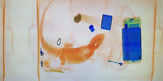 This photo provided by the Boulder County Sheriffs Office shows an X-ray image of an iguana.