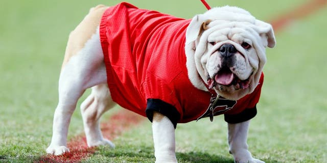 ATHENS, GA - OCTOBER 12: UGA IX, mascot of the Georgia Bulldogs, looks on during the game against the Missouri Tigers at Sanford Stadium on October 12, 2013 in Athens, Georgia. (Photo by Kevin C. Cox/Getty Images)