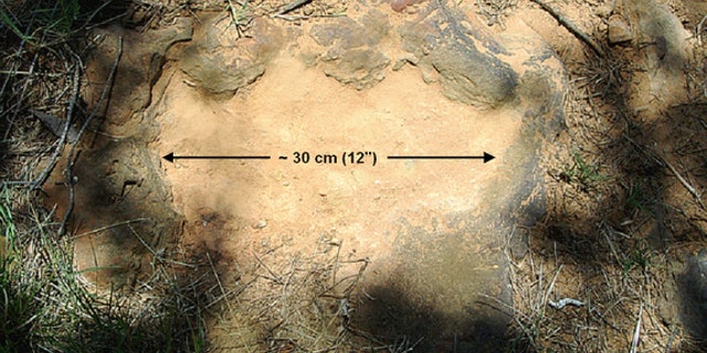 The 12-inch-wide footprint belonged to an armored, tank-like plant-eater.